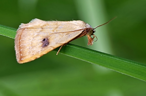Zalotnice Rivulinae 