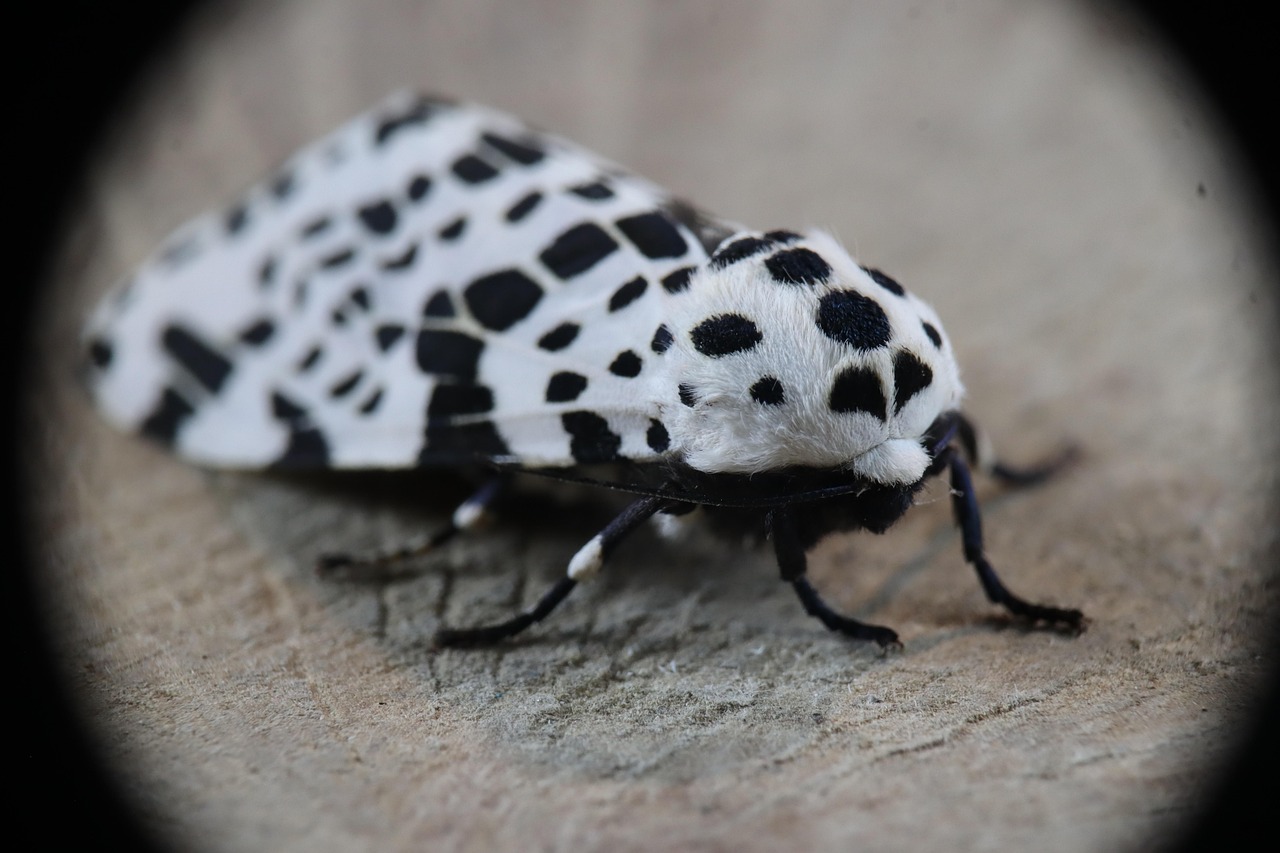 Mrocznicowate (Erebidae)