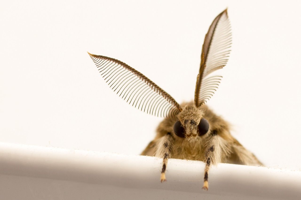 Barczatkowate (Lasiocampidae) 
