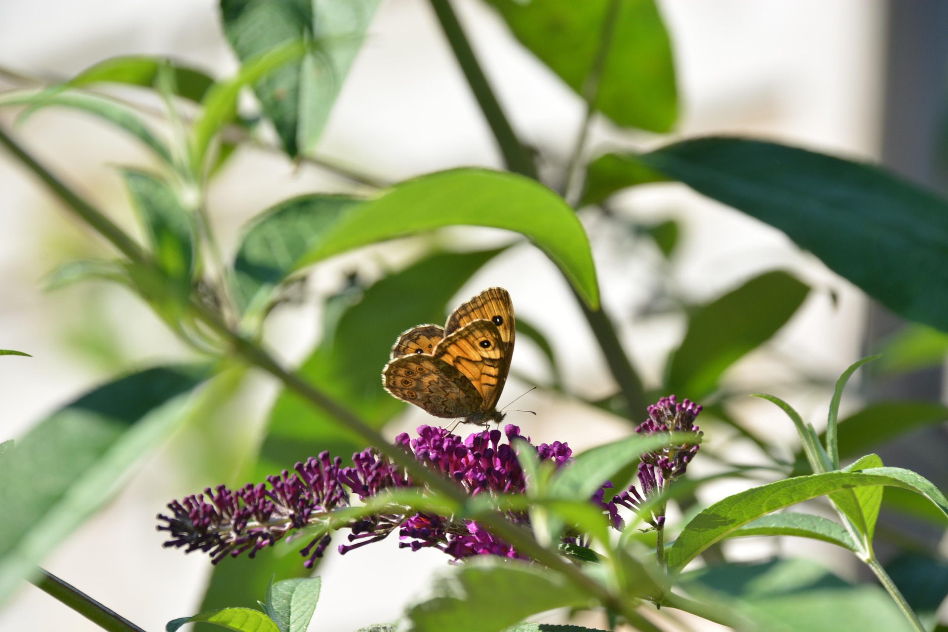 Co symbolizuje motyl? Znaczenie motyla w różnych kulturach
