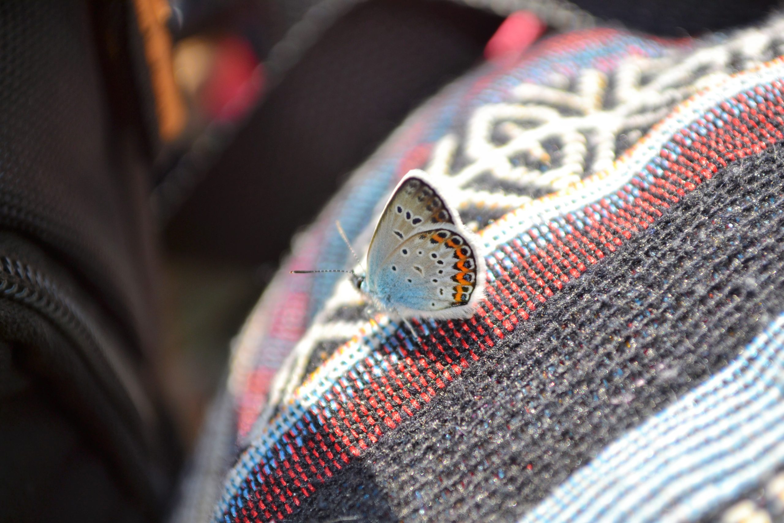 Czy motyle siadają na ludziach? Dlaczego lecą do człowieka?