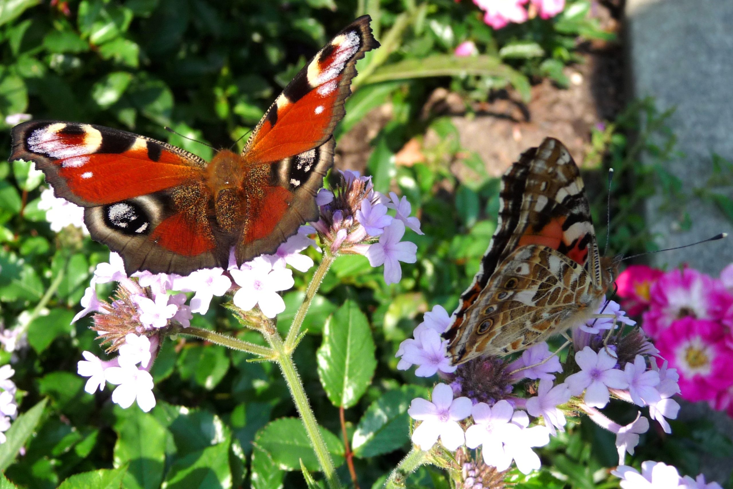 Jakie są najpopularniejsze motyle w Polsce i jak je rozpoznać?