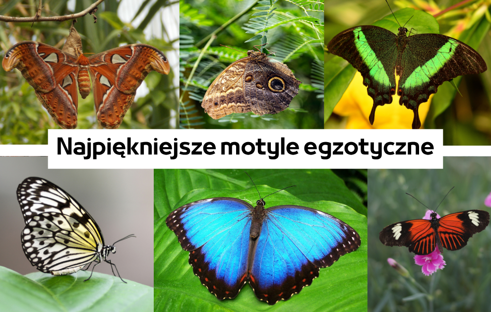Egzotyczne motyle – 7 najpiękniejszych gatunków, które musisz poznać